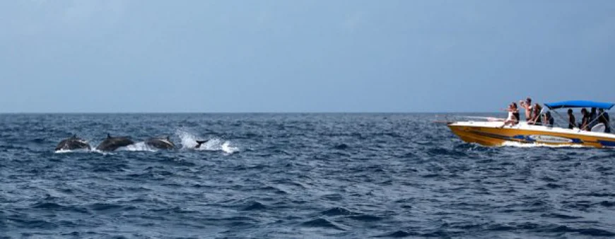 Watching Whales and Dolphins in St. Lucia - How To Make It Special For Your Kids?