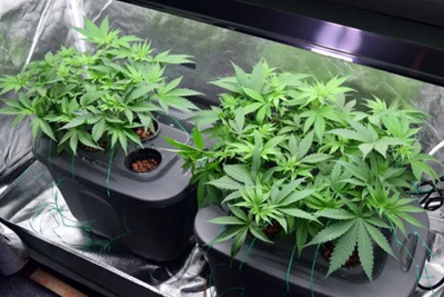 Cannabis Hydroponic System: A Modern Solution for Efficient Indoor Cultivation