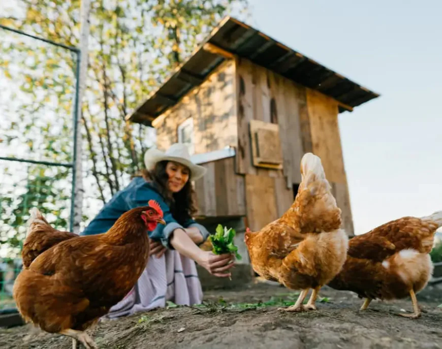 Chicken Coop and Run Guide: Keeping Your Chickens Safe and Healthy