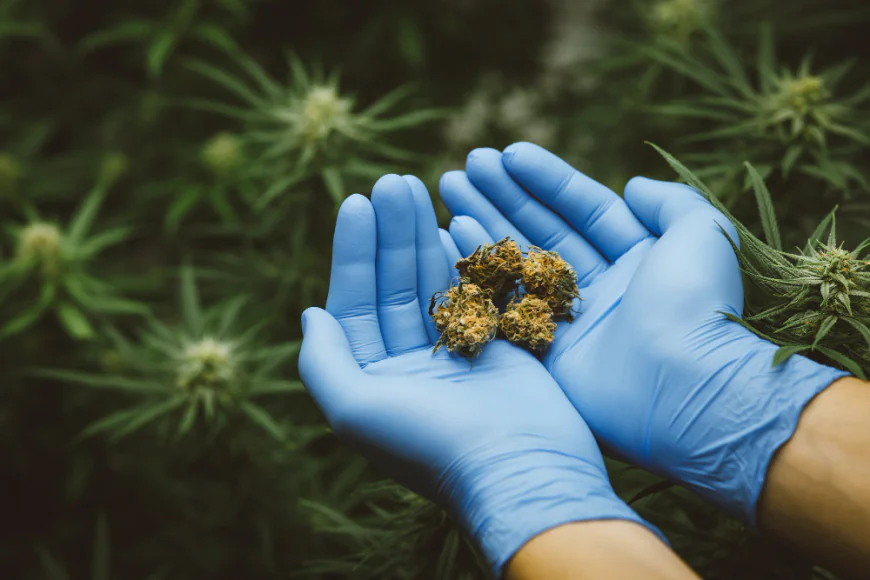 First-Time Guide: Applying for Kentucky Medical Marijuana Card Portal Tips