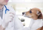 Dog Falling Sick Often? Vaccines May Help