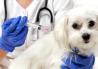 Is Your Dog at Risk? Get Vaccination Now