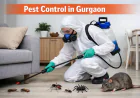 Pest Control in Gurgaon – Smart Protection for Homes and Businesses