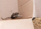 What Is Rodent Resistant Insulation And Why Choose Rodent Proof Insulation