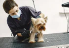 Do You Struggle With Dog Poop Cleanup Every Day? Here’s the Solution!