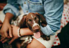 Cost Factors to Consider at 24 hour veterinary clinic dubai