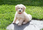 Cute Toy Poodle Puppy Available in Dubai – Perfect Apartment Pets
