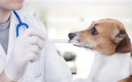 Dog Falling Sick Often? Vaccines May Help