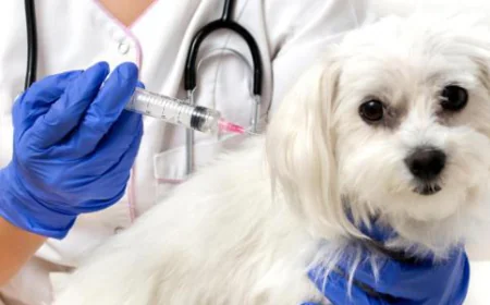 Is Your Dog at Risk? Get Vaccination Now