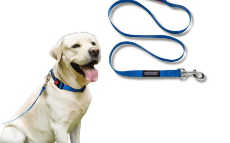 Dog Collars and Leashes: Safety Tips Every Pet Owner Should Know