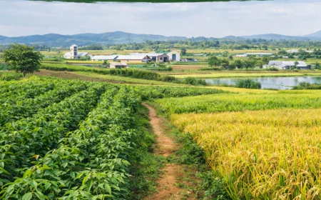 Farms for Sale in Lusaka Listing for Modern Agricultural Land Buyers