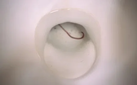 What Does a Drain Worm Look Like? A Complete Visual Guide