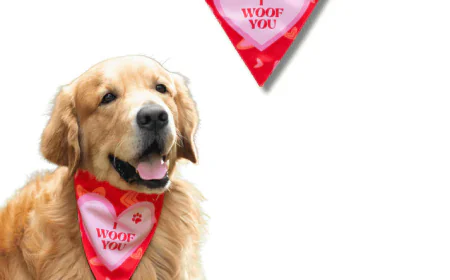 Dog Bandana vs Dog Collar: What’s the Difference?