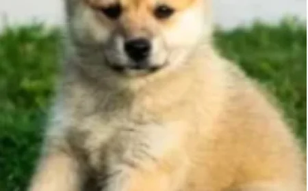 Mixes teacuP Puppies: Everything You Need to Know Before Buying