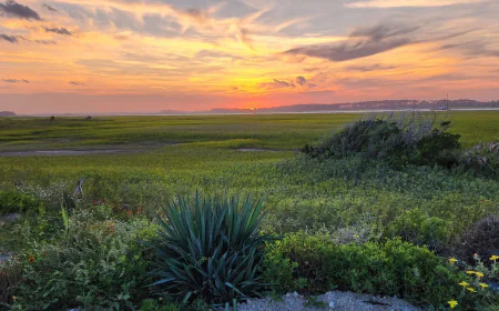 Why Daniel Island Homes Benefit From Native Landscape Design