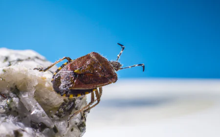 Top Signs You Need a Bed Bug Exterminator in Toronto Immediately