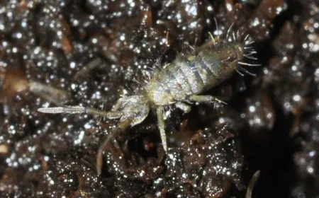 What Can I Pour Down My Drain to Get Rid of Springtails?