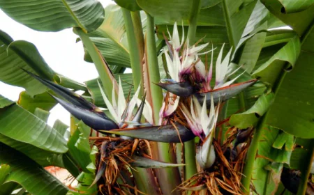Common Problems With Giant Bird of Paradise and How to Fix Them