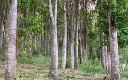 Premium Agarwood Oil Offering Luxury Fragrance and Purity