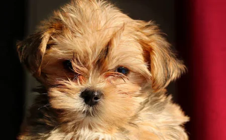 What to Know Before Getting a Maltipoo Puppy in Dubai?