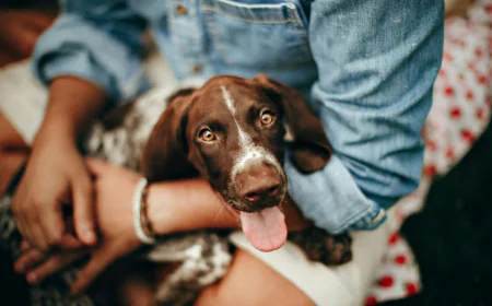 Cost Factors to Consider at 24 hour veterinary clinic dubai