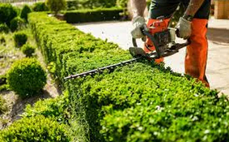 Tree Trimming Services Palmerston | Visto Cleaning Pro