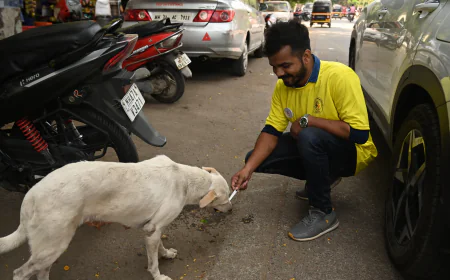 How to Donate for Stray Dogs in Mumbai and Support NGO for Social Work Effectively