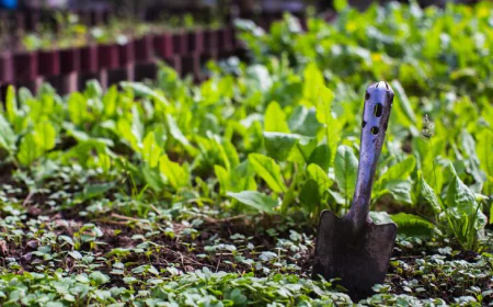 Why Pennsylvanians Are Choosing Family-Owned Plant Nurseries Over Big Box Stores