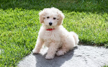 Cute Toy Poodle Puppy Available in Dubai – Perfect Apartment Pets