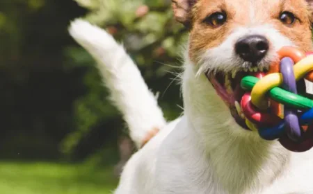 Ways That Dog Daycares In Hoboken Can Improve Your Pet’s Leash Manners