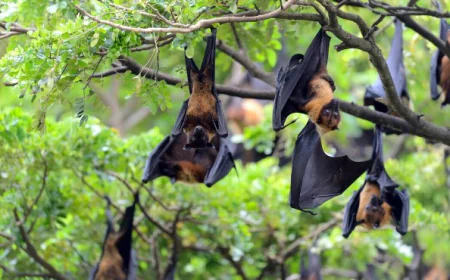 Expert Professional Bat Removal in Charleston: Safe & Humane Service Solutions
