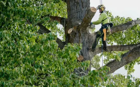 Dead Tree Removal in Honolulu for Overgrown and Dangerous Trees