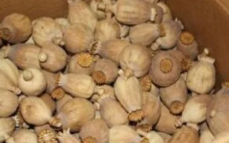 All About Poppy Pods: A Comprehensive Guide