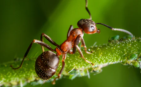 Maintaining Clean and Pest-Free Spaces