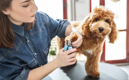 Improving Efficiency with Dog Grooming Clippers Professional
