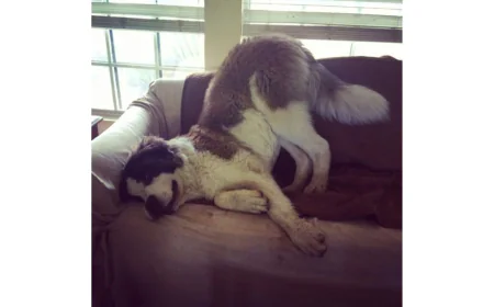 How to Choose the Right Dog Boarding Service for Comfort and Care