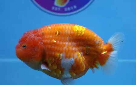 Premium Goldfish Delivered: A Trusted Way to Buy Goldfish Online at ChuChuGoldfish
