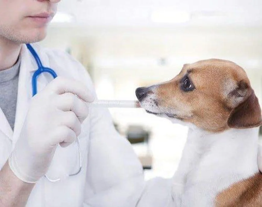 Dog Falling Sick Often? Vaccines May Help