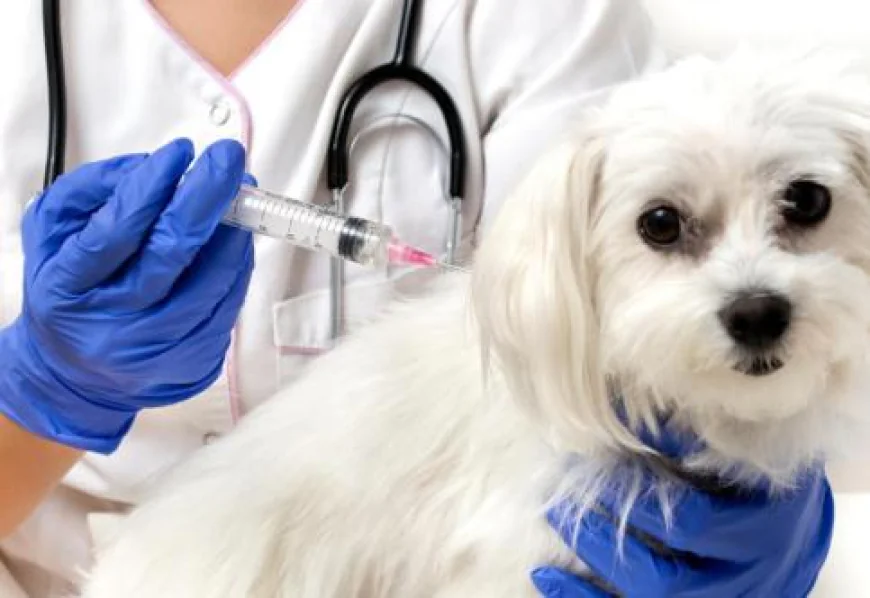 Is Your Dog at Risk? Get Vaccination Now