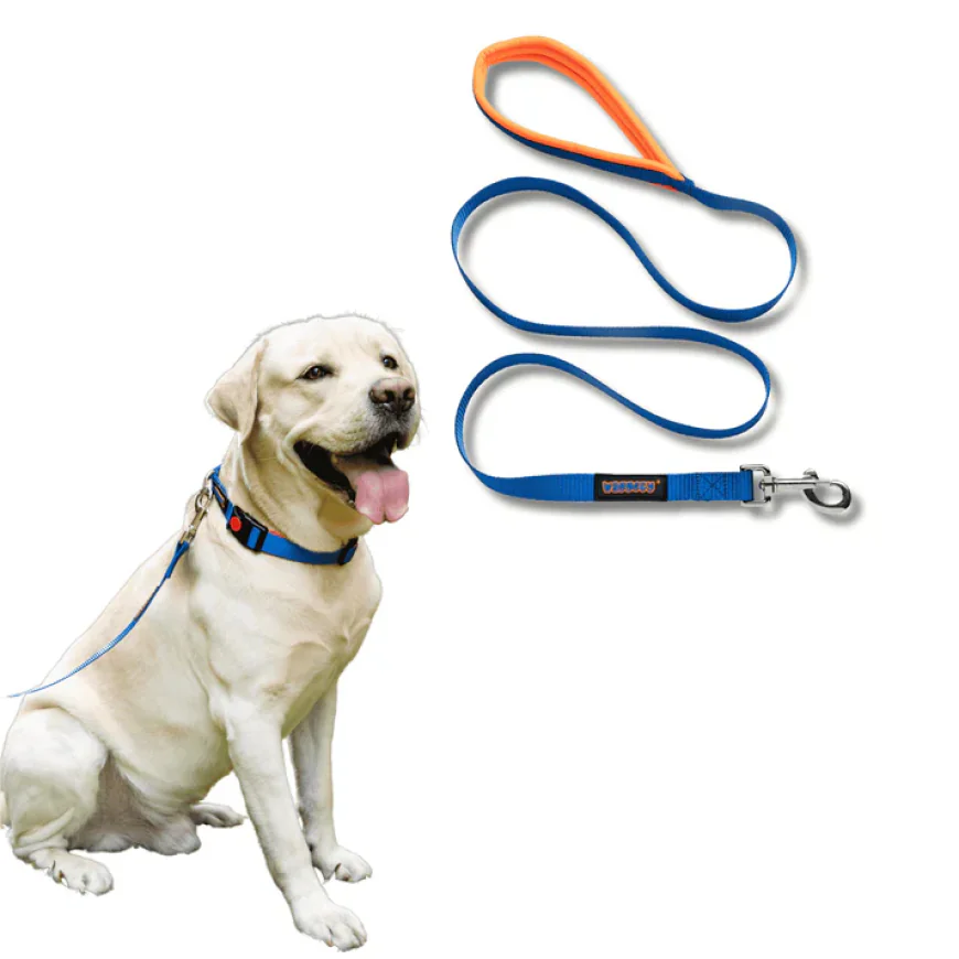 Dog Collars and Leashes: Safety Tips Every Pet Owner Should Know