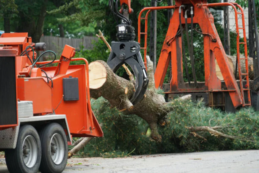 Why Tree Services Houston Are Essential For Healthy Landscapes