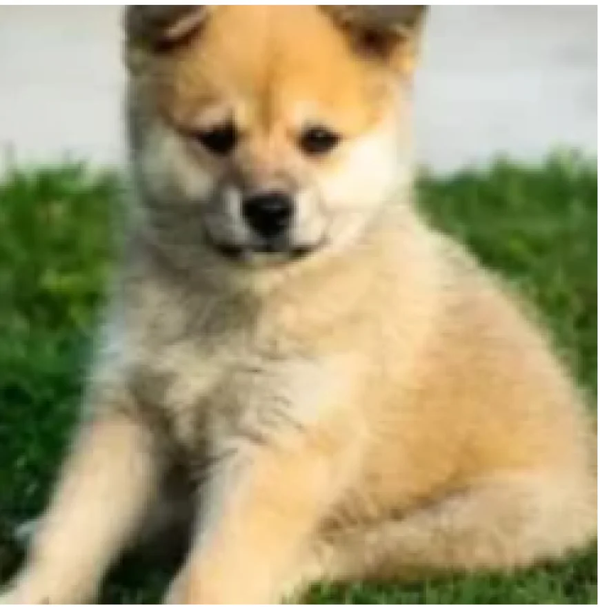 Mixes teacuP Puppies: Everything You Need to Know Before Buying