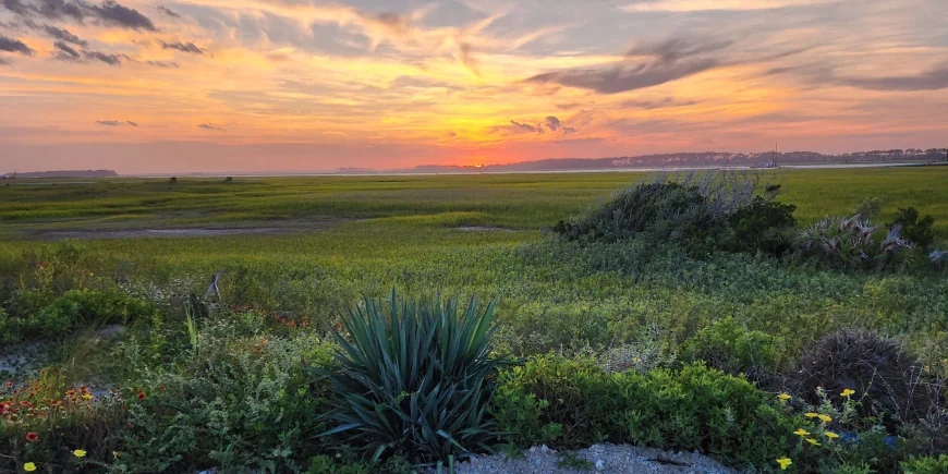 Why Daniel Island Homes Benefit From Native Landscape Design