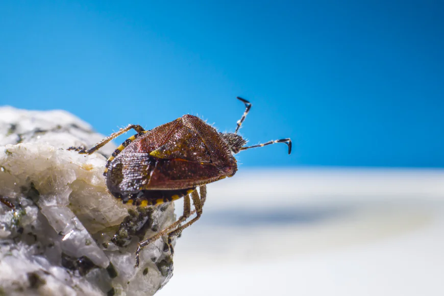 Top Signs You Need a Bed Bug Exterminator in Toronto Immediately