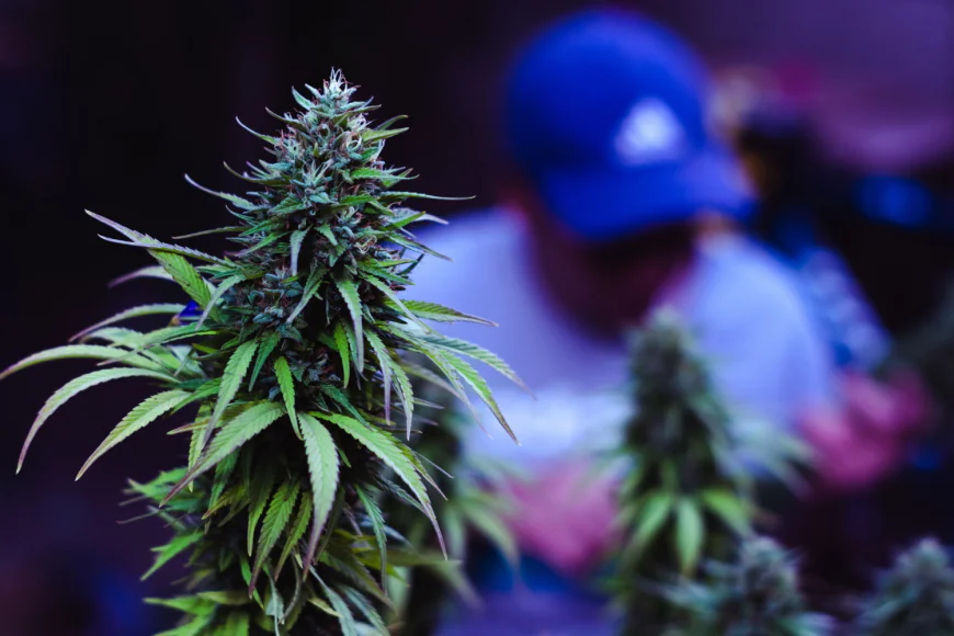 Understanding Minnesota Adult Use Cannabis and the Rise of Vape Pens