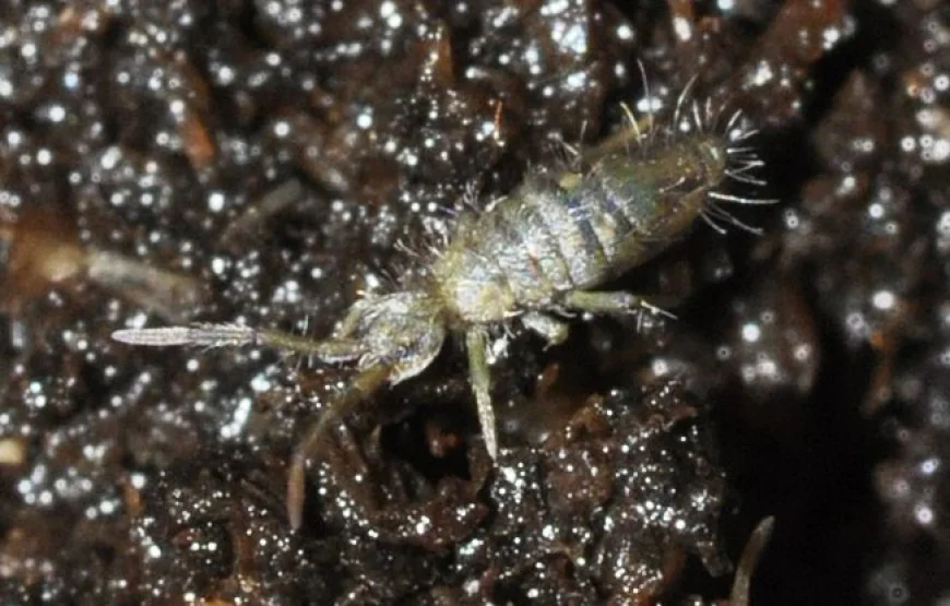What Can I Pour Down My Drain to Get Rid of Springtails?