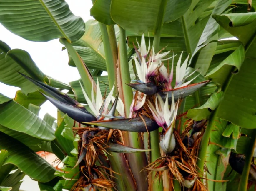 Common Problems With Giant Bird of Paradise and How to Fix Them