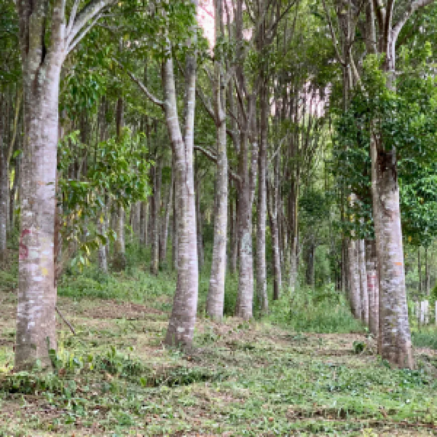 Premium Agarwood Oil Offering Luxury Fragrance and Purity