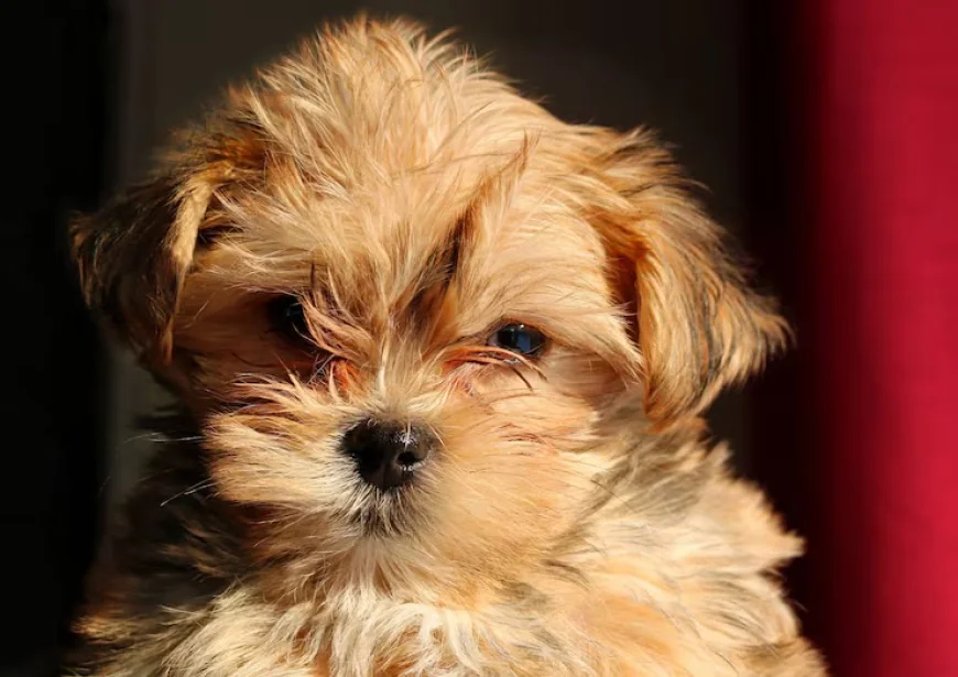 What to Know Before Getting a Maltipoo Puppy in Dubai?