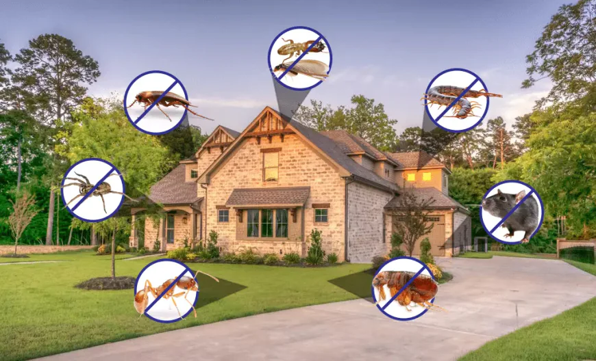Pest Control Brisbane: Protecting Homes and Businesses the Smart Way